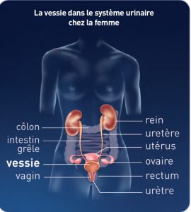 par ou la femme urine - système urinaire femme schéma